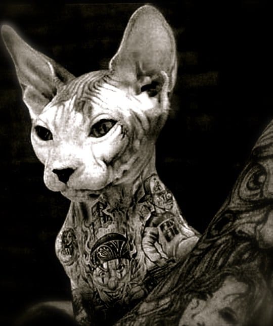 Tattooing Animals: Abusive or Artistic? | Tattoodo